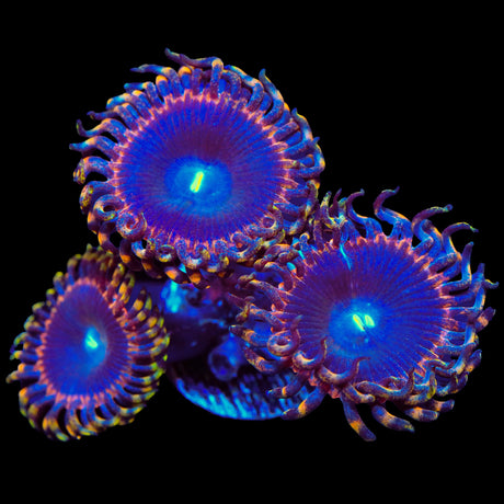 TSA Detonator Zoanthids Coral