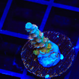 TSA Diamond Dust Acropora Coral