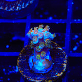 TSA Diamond Dust Acropora Coral
