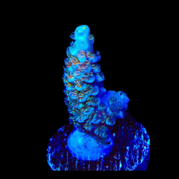 TSA Diamond Dust Tenuis Acropora Coral