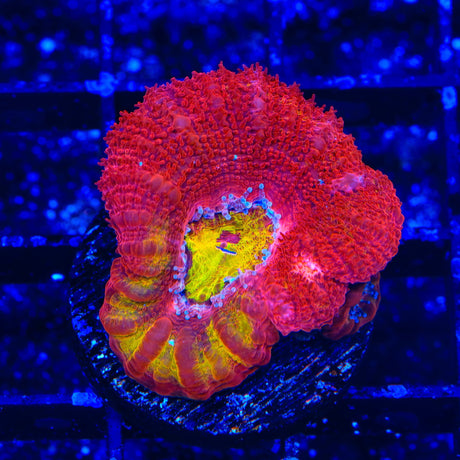 TSA Dipped in Fire Acan Coral