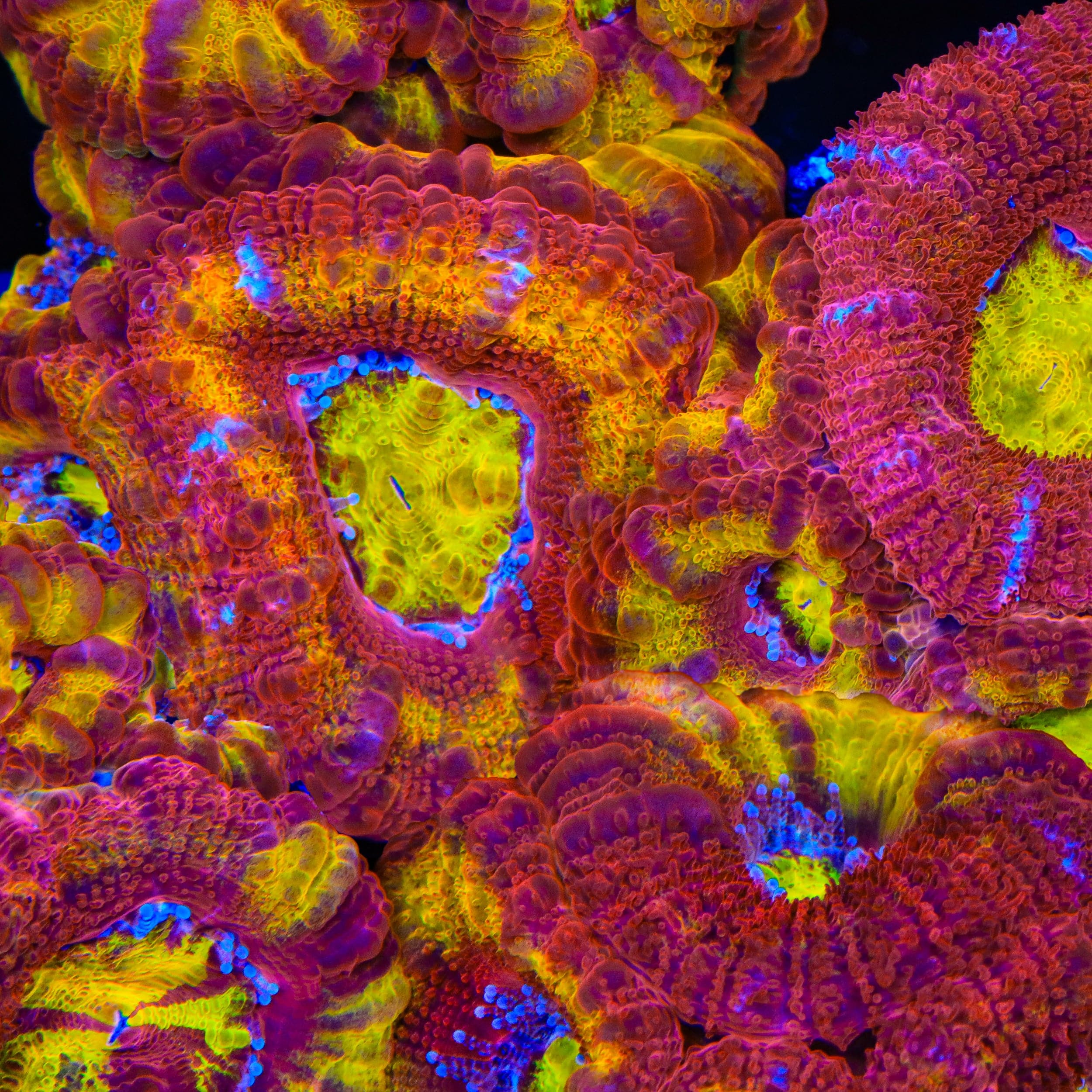 TSA Dipped in Fire Acan Coral