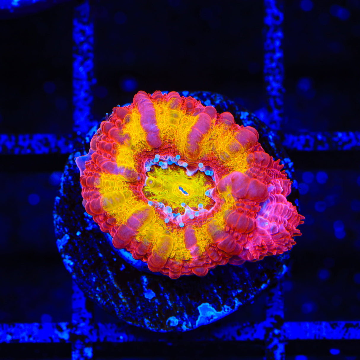 TSA Dipped in Fire Acan Coral