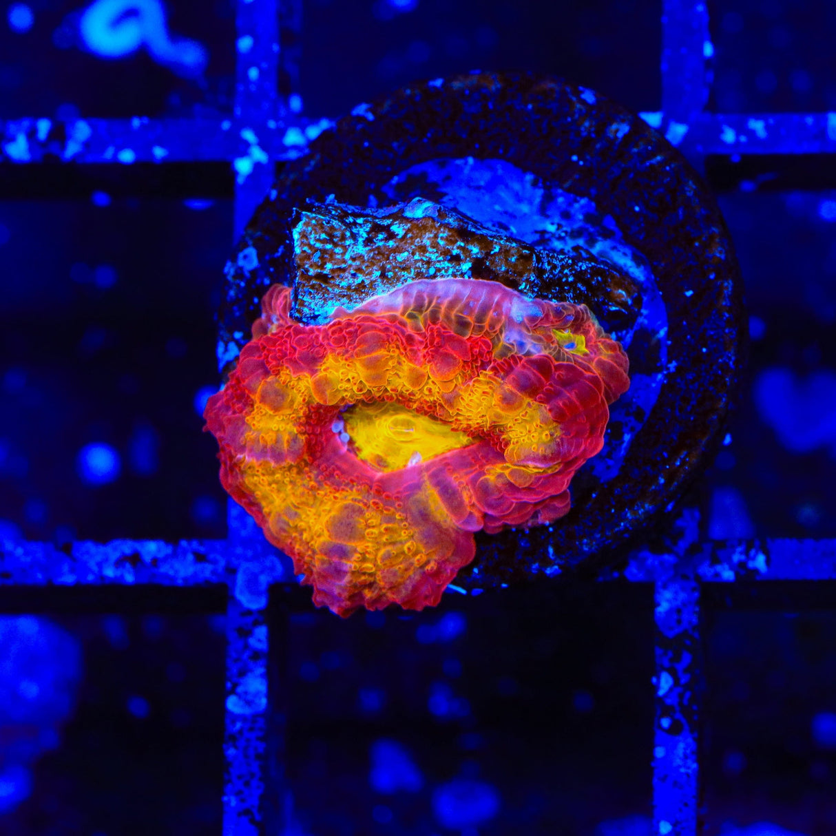 TSA Dipped in Fire Acan Coral