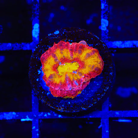 TSA Dipped in Fire Acan Coral