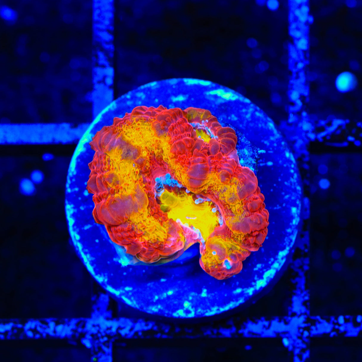 TSA Dipped in Fire Micromussa Acan Coral