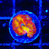 TSA Dipped in Fire Micromussa Acan Coral