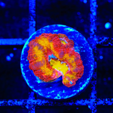 TSA Dipped in Fire Micromussa Acan Coral