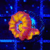 TSA Dipped in Fire Micromussa Acan Coral