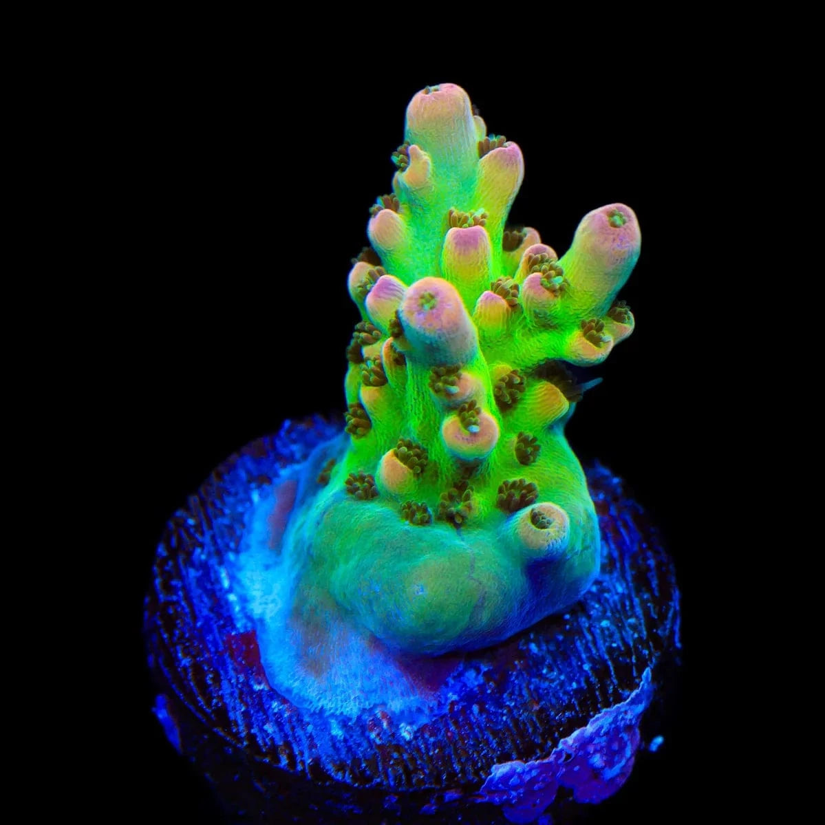 TSA Disco Fever Acropora Coral