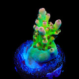 TSA Disco Fever Acropora Coral