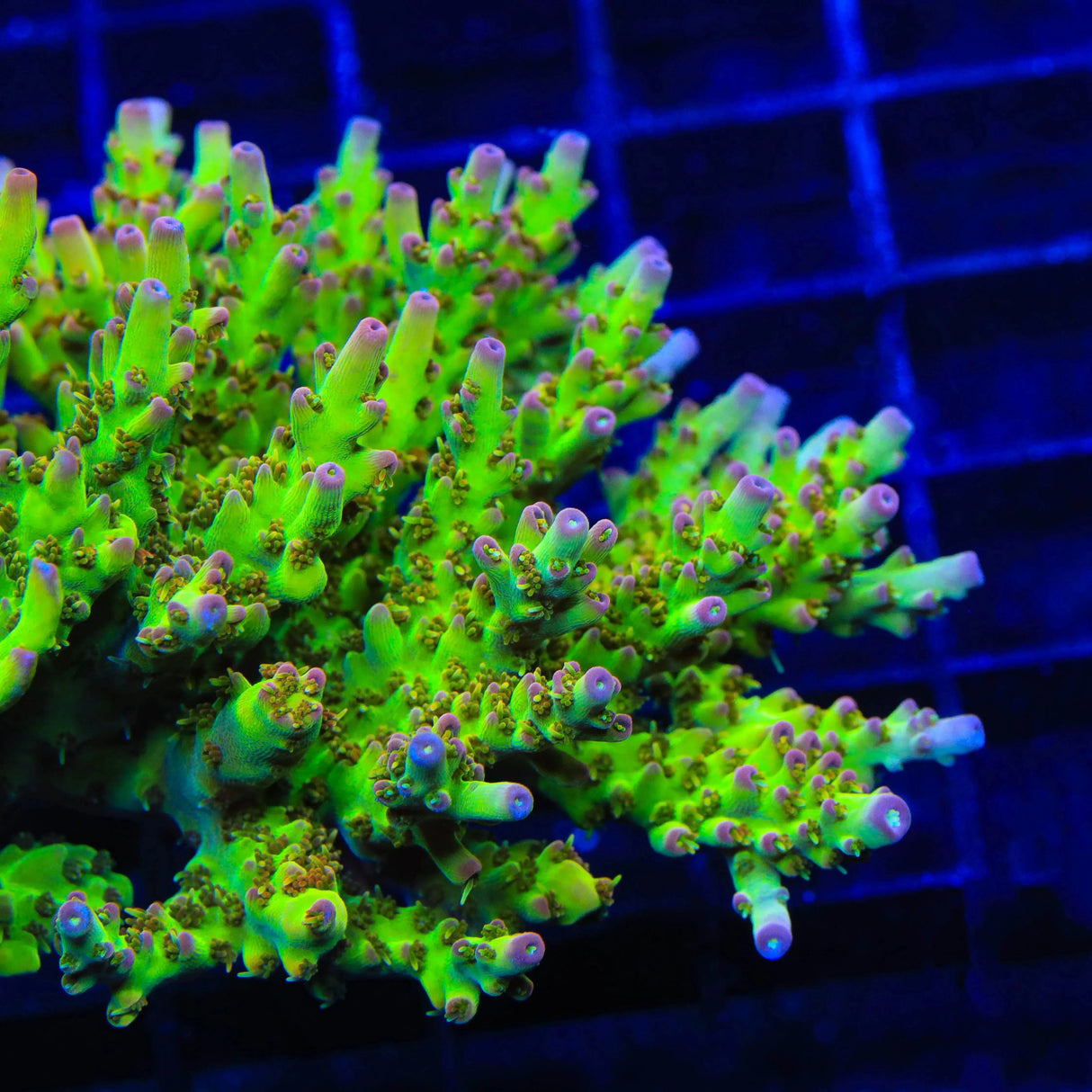 TSA Disco Fever Acropora Coral