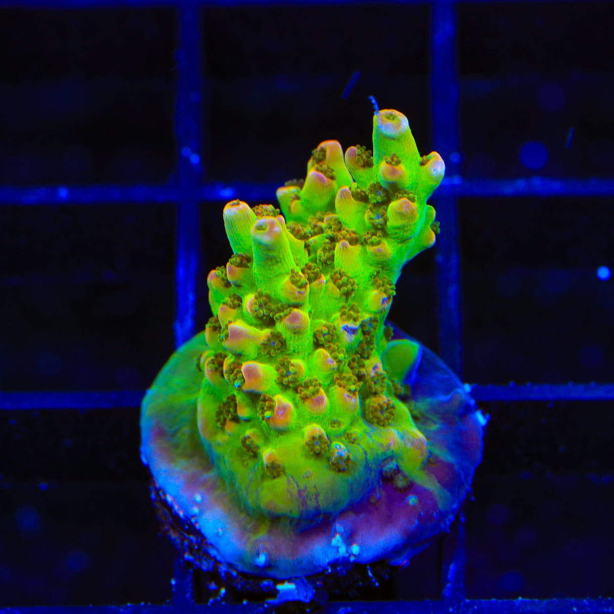 TSA Disco Fever Acropora Coral