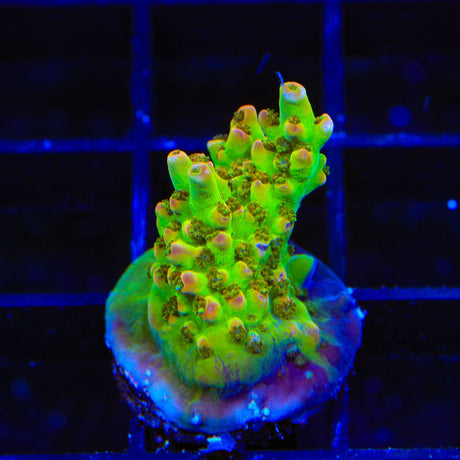 TSA Disco Fever Acropora Coral