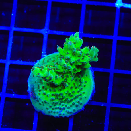 TSA Disco Fever Acropora Coral