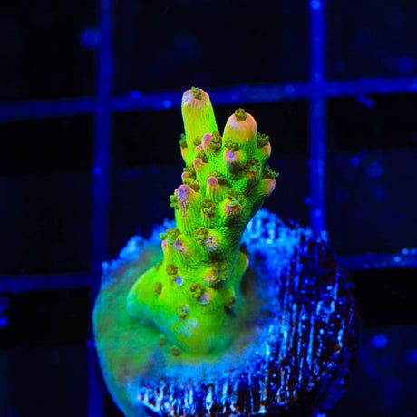TSA Disco Fever Acropora Coral