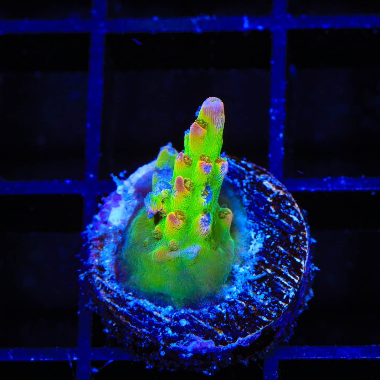 TSA Disco Fever Acropora Coral