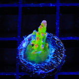 TSA Disco Fever Acropora Coral