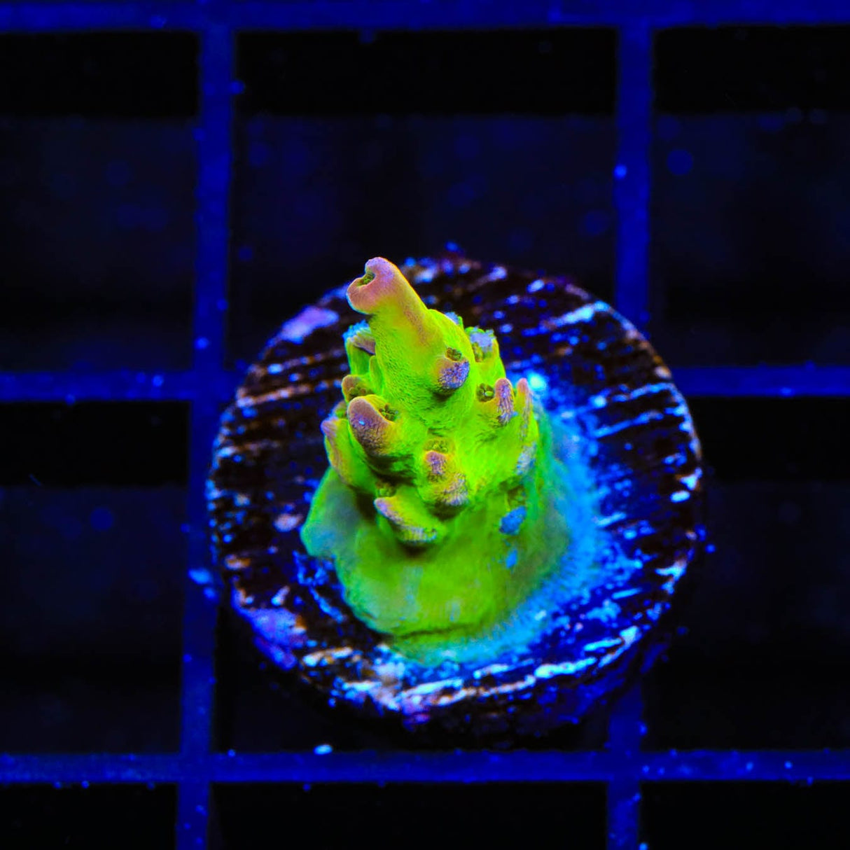 TSA Disco Fever Acropora Coral