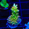 TSA Disco Fever Acropora Coral