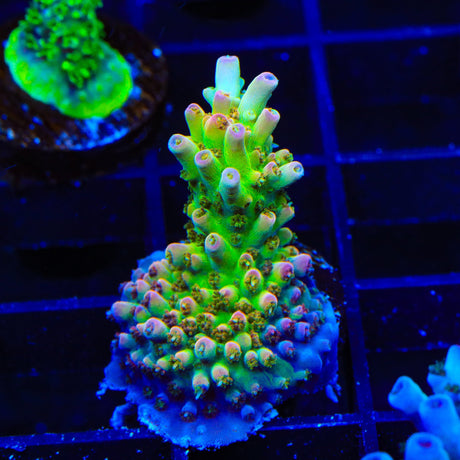 TSA Disco Fever Acropora Coral