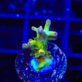 TSA Disco Fever Acropora Coral