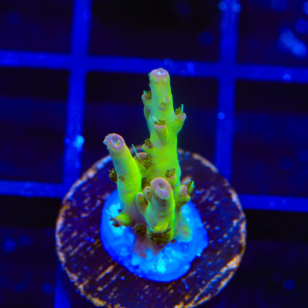 TSA Disco Fever Acropora Coral