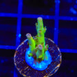 TSA Disco Fever Acropora Coral