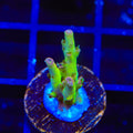 TSA Disco Fever Acropora Coral