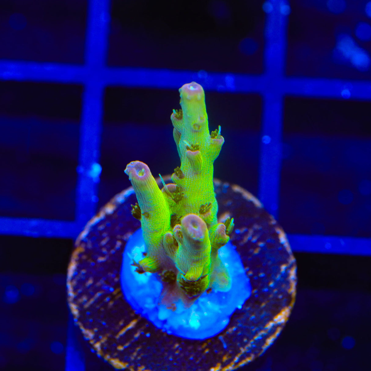 TSA Disco Fever Acropora Coral