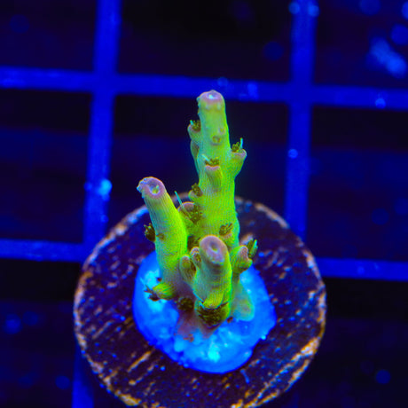 TSA Disco Fever Acropora Coral