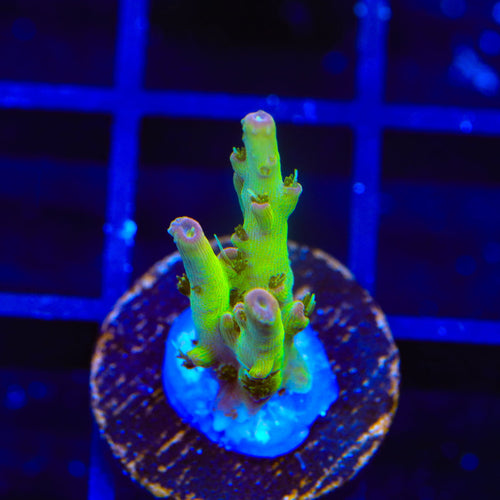 TSA Disco Fever Acropora Coral