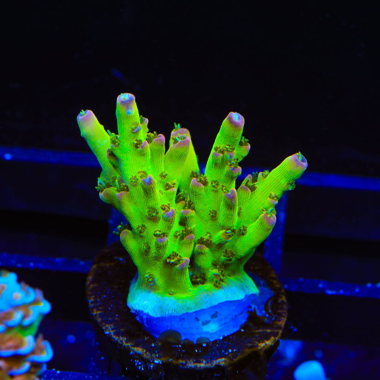 TSA Disco Fever Acropora Coral