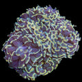 TSA Disco Hammer Colony Coral