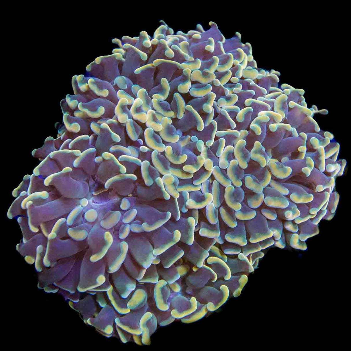 TSA Disco Hammer Colony Coral