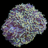 TSA Disco Hammer Colony Coral