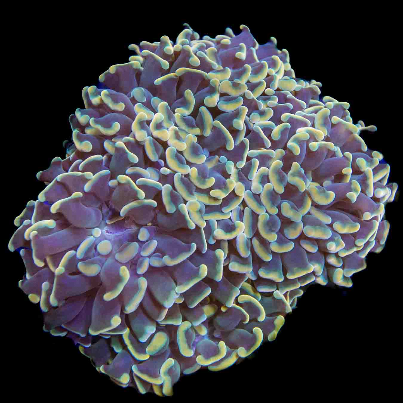 TSA Disco Hammer Colony Coral