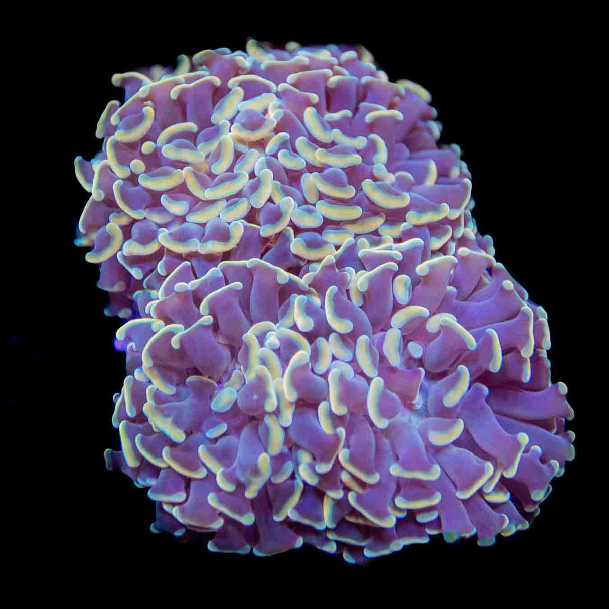 TSA Disco Hammer Colony Coral