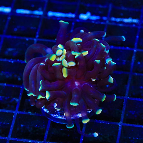 TSA Disco Hammer Coral