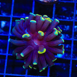 TSA Disco Hammer Coral