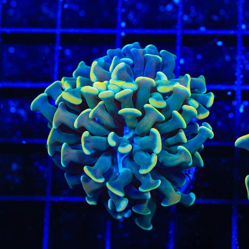 TSA Disco Hammer Coral