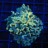 TSA Disco Hammer Coral