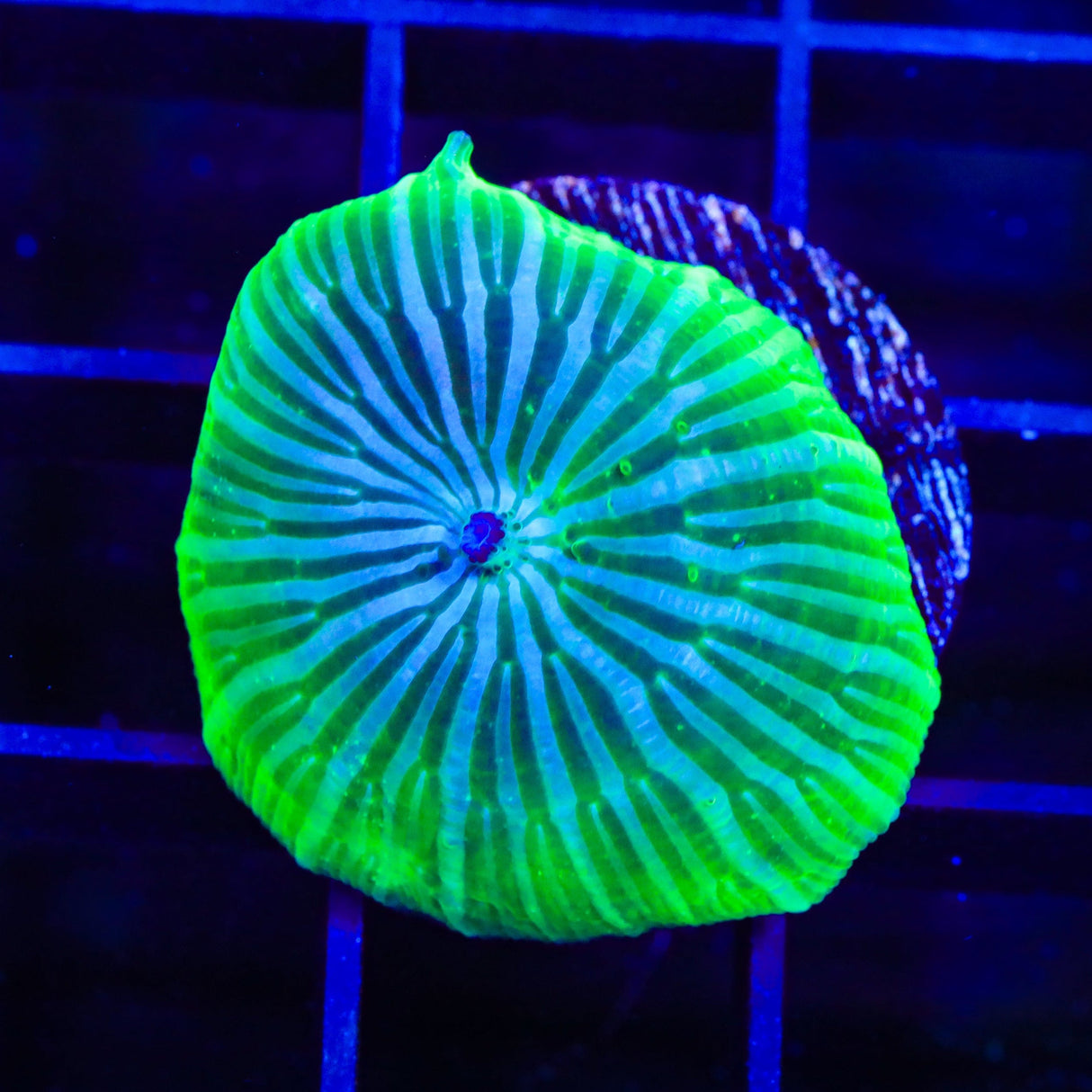 TSA Disco Mushroom Coral