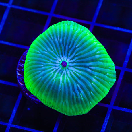 TSA Disco Mushroom Coral