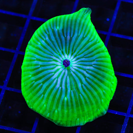 TSA Disco Mushroom Coral