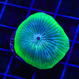 TSA Disco Mushroom Coral