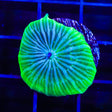 TSA Disco Mushroom Coral