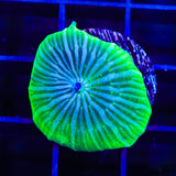 TSA Disco Mushroom Coral