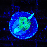 TSA Disco Mushroom Coral