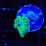 TSA Disco Mushroom Coral